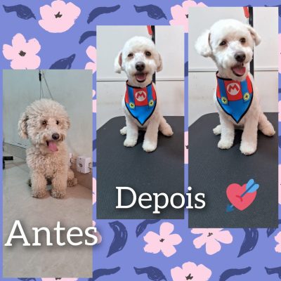 diamond-pet-banho-tosa-pet-shop-pet-groom-perto-de-mim-juliana-etelvina-carneiro-jaqueline-frei-leopoldo-cao-cachorro-gato-11