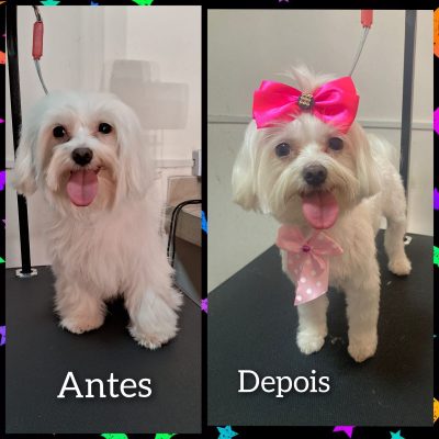 diamond-pet-banho-tosa-pet-shop-pet-groom-perto-de-mim-juliana-etelvina-carneiro-jaqueline-frei-leopoldo-cao-cachorro-gato-9